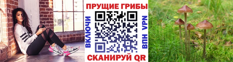 как найти МЕГА сайт Псилоцибиновые грибы Psilocybe Кодинск